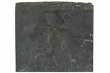 Pyritized Starfish (Urasterella) - Bundenbach, Germany #113291-1
